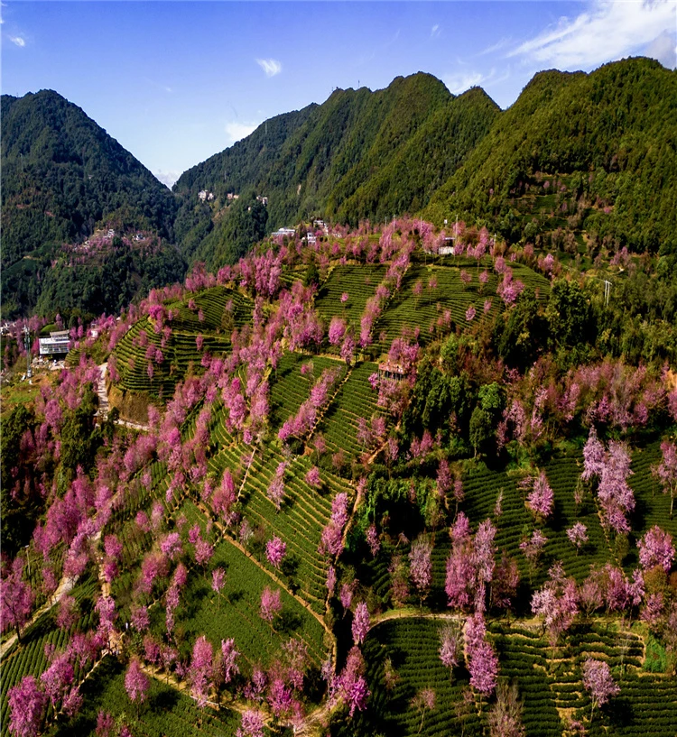 云南南涧无量山冬樱花