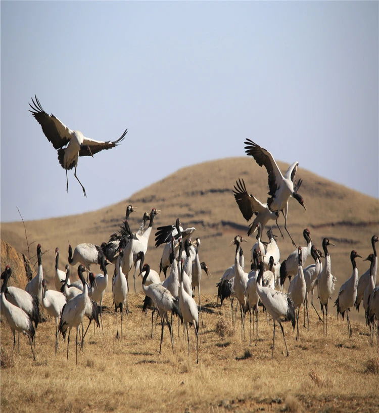 云南大山包黑颈鹤国家级自然保护区