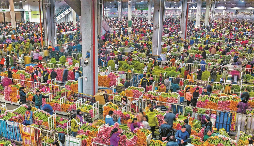 斗南花卉,下(26783484)-20231114082756.jpg