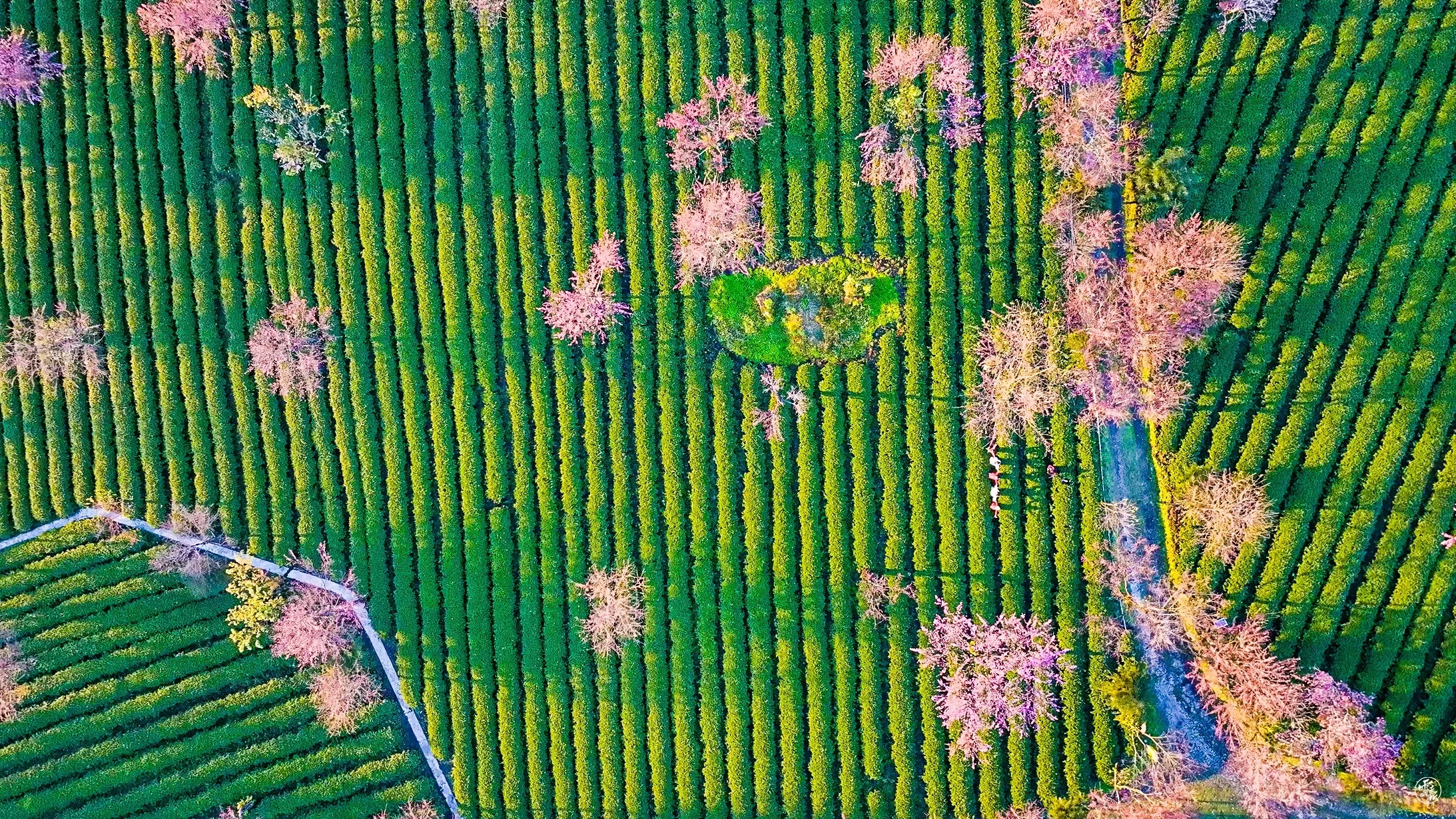 DJI_0655.jpg