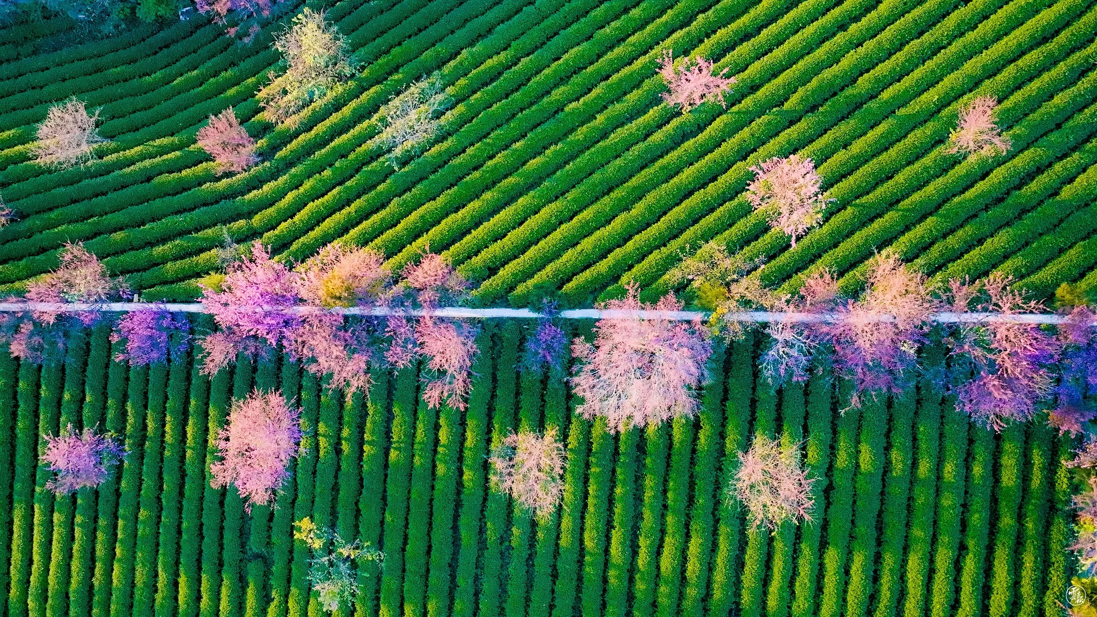 DJI_0657.jpg