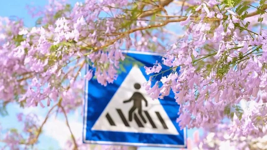 大理宾川：蓝花楹开 浪漫自来