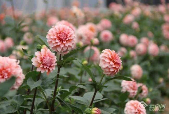 首届昆明花卉品种开放日开展中国版“Flower Trials”，1000+新优品种，11家品牌基地