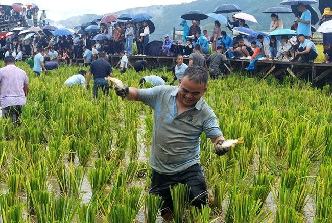 秋雨润丰年 云南龙陵龙江稻花鱼节乐趣多