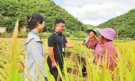 文山市纪检监察干部向稻谷种植户了解相关情况