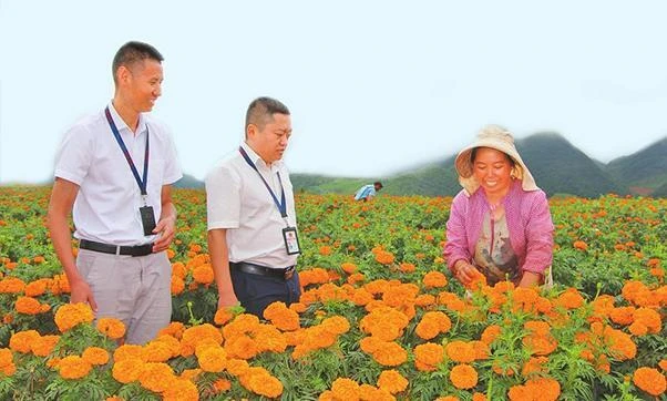 蒙自三级监督护航万寿菊助农增收