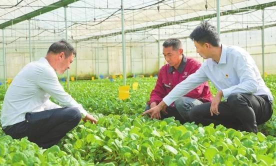 武定县：将监督“探头”直插一线，打通产业发展“中梗阻”