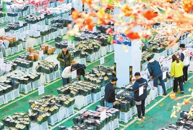 前11个月云南鲜切花出口规模居全国首位