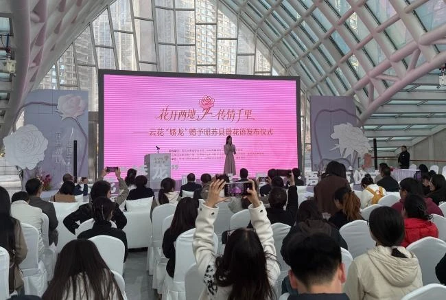 花开两地 千里传情 云花“娇龙”月季启程赴新疆昭苏