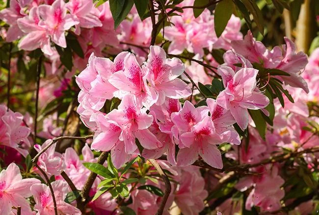 昆明：杜鹃绽放春意浓