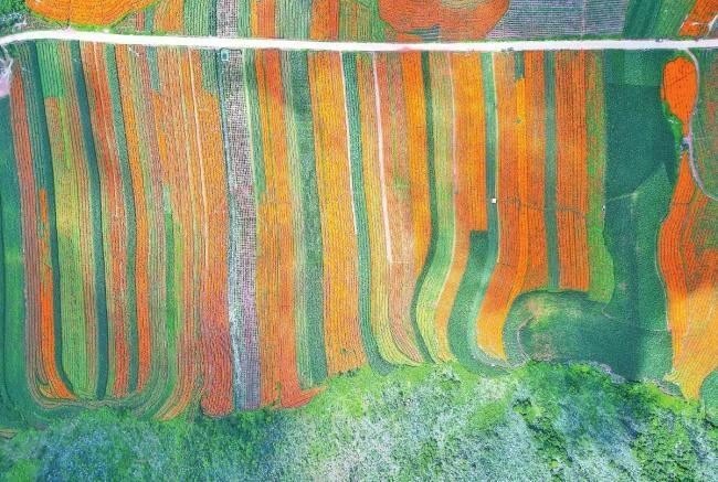 大地铺金 田园如画