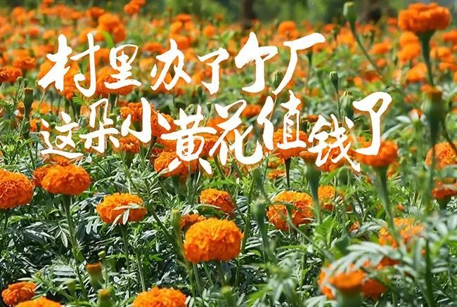 村里办了个厂，这朵小黄花值钱了！